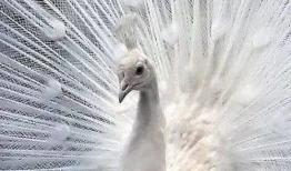 孔雀开屏的视频,绚烂瞬间，自然之美尽显